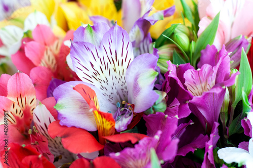 Beautiful alstroemeria flower background. Alstroemeria flowers colorful. photo