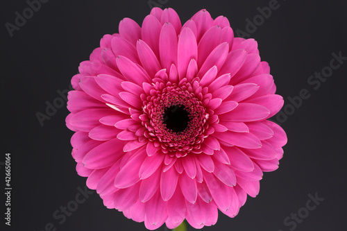 Gerbera flower vibrant color close up macro