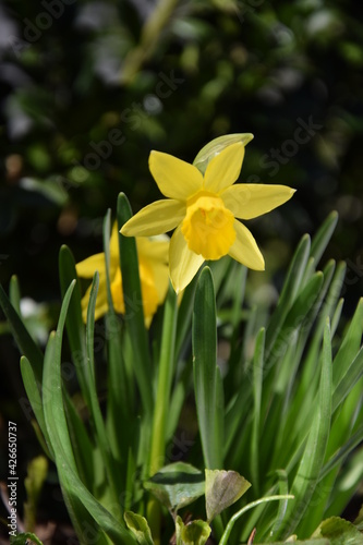 Small daffodils flowering