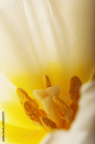 Tulip flower close up macro photo top view