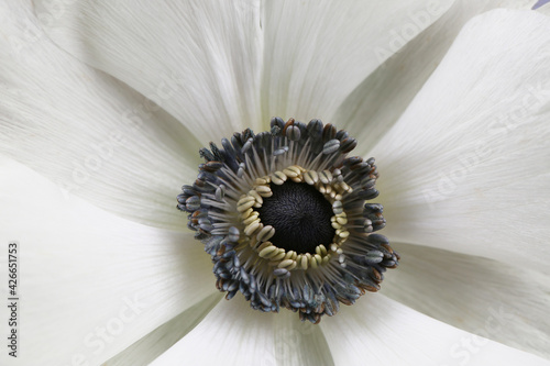 White anemone beautiful blooming flower close up macro photo