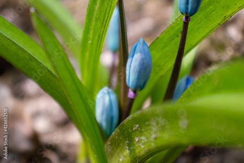 Blue scilla  squill buds macro with green leaves. Snowdrops flowers blooming close-up with blurred background. Sunny spring wild forest details