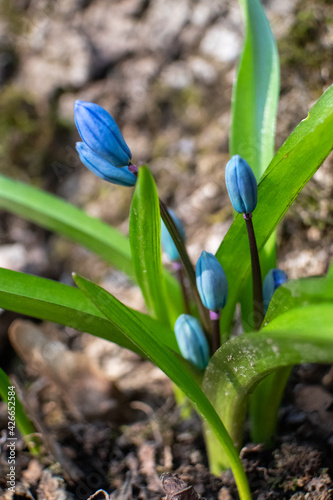 Blue scilla  squill buds macro with green leaves. Snowdrops flowers blooming close-up with blurred background. Sunny spring wild forest details