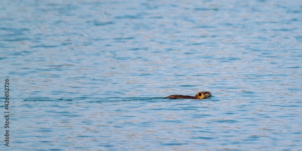 view of coypu swimming in a lake view of coypu swimming in a lake