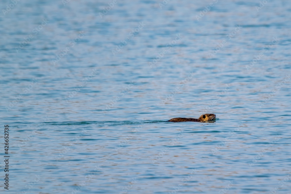 view of coypu swimming in a lake view of coypu swimming in a lake