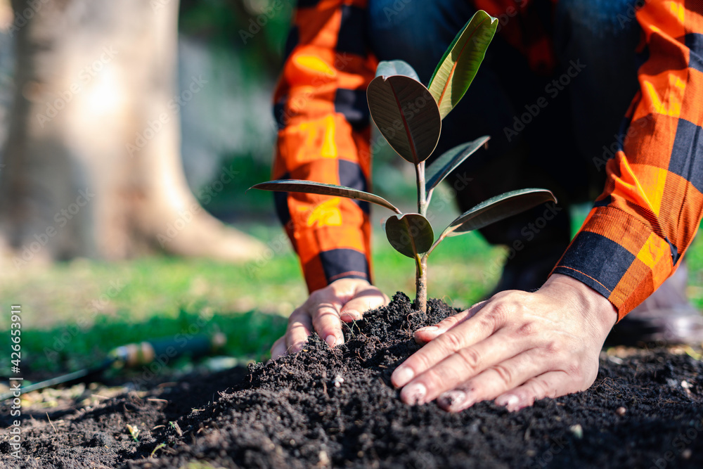 World environment day afforestation nature and ecology concept The ...
