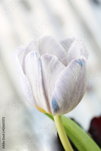 Fototapeta Naklejka Na Ścianę i Meble -  Tulip beautiful vibrant flower close up macro photo