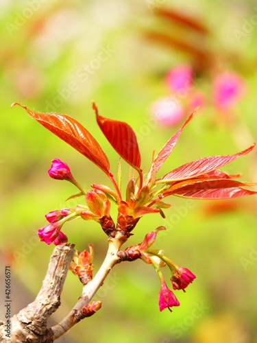 若草茂る土手を背景にした春の八重桜の幹から生える蕾と若葉