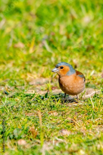 portrait of chaffinch in the grass