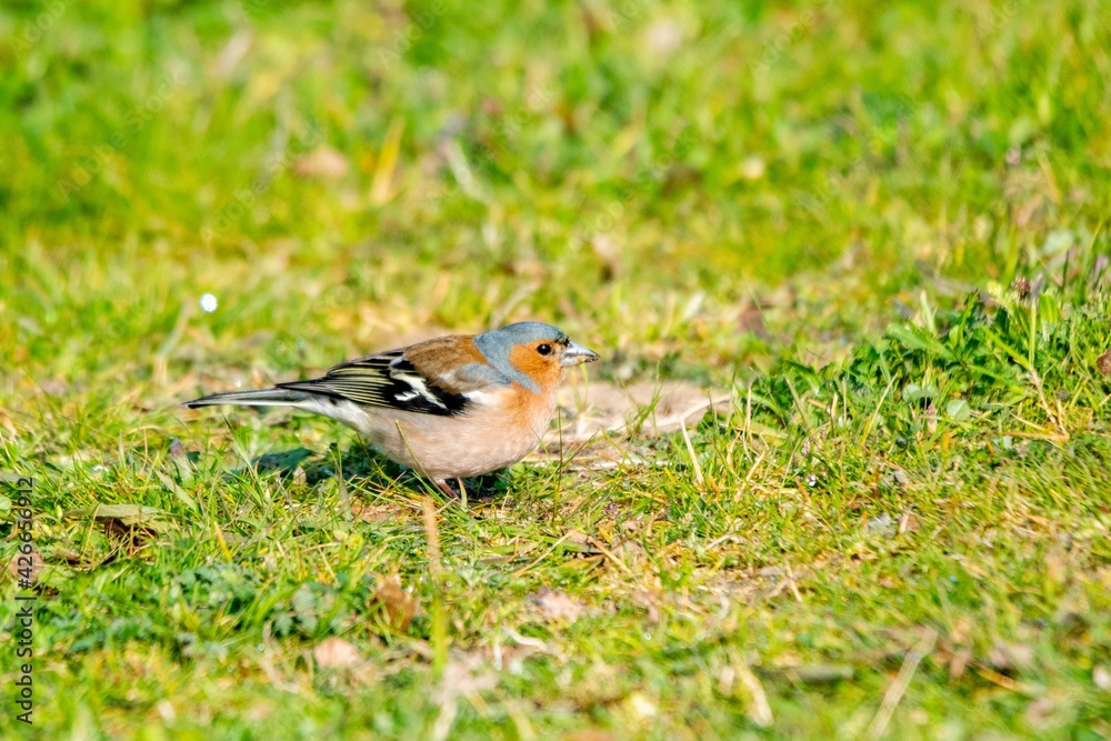 portrait of chaffinch in the grass portrait of chaffinch in the grass