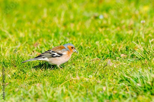 portrait of chaffinch in the grass © NAEPHOTO