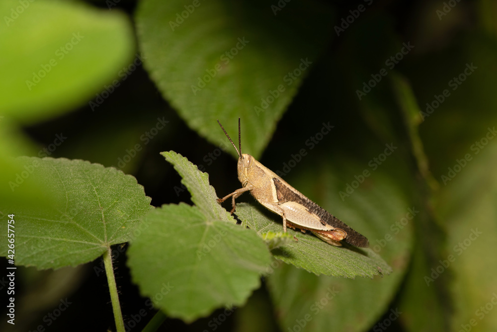 Green Grass Hopper, Caelifera , Bokaro, West Bengal, India Green Grass Hopper, Caelifera , Bokaro, West Bengal, India
