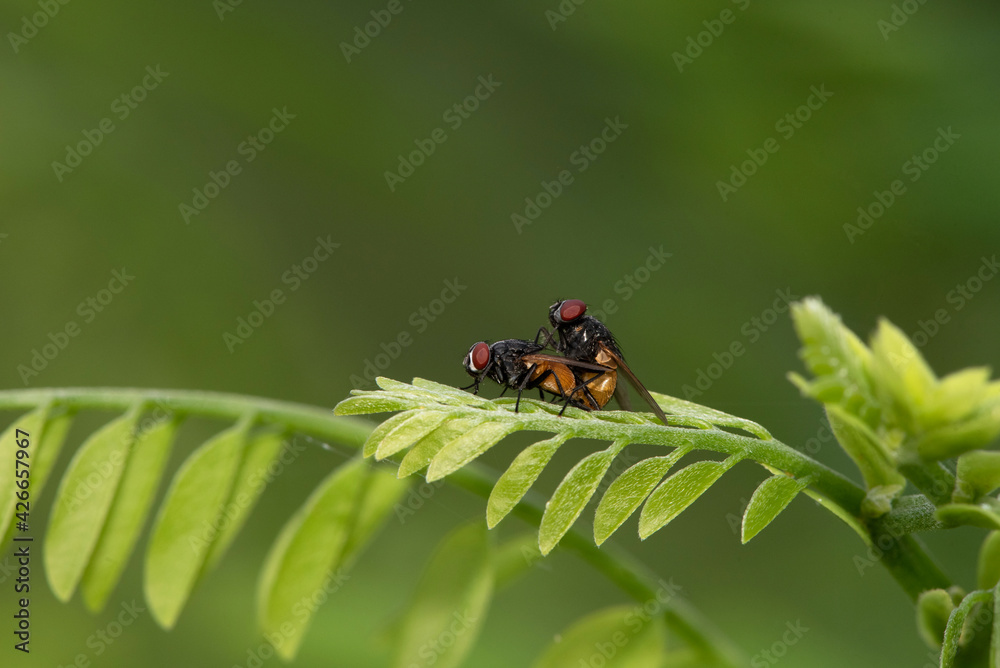 Mating of Housefly, Musca domestica, West Bengal, India Mating of Housefly, Musca domestica, West Bengal, India
