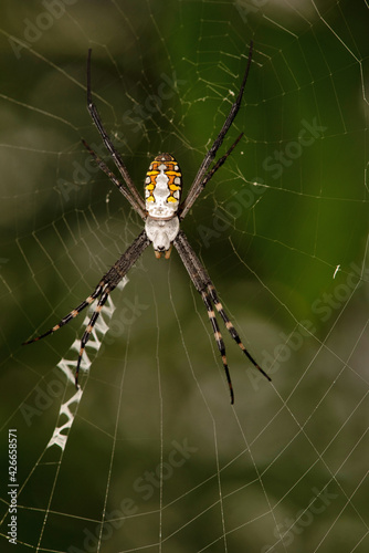 Signature Spider on web, Argiope aurantia, West Bengal, India