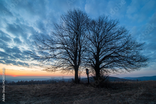 trees in the morning