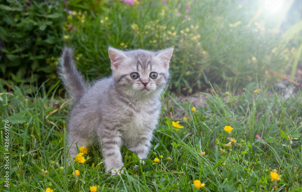 Scared little british cat kitten on green grass