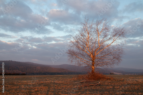 bare tree in the spring