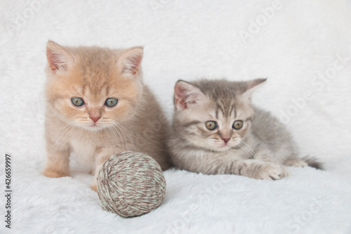 Two beige and light gray striped British cat kittens on a white plaid with a ball of thread © Inga