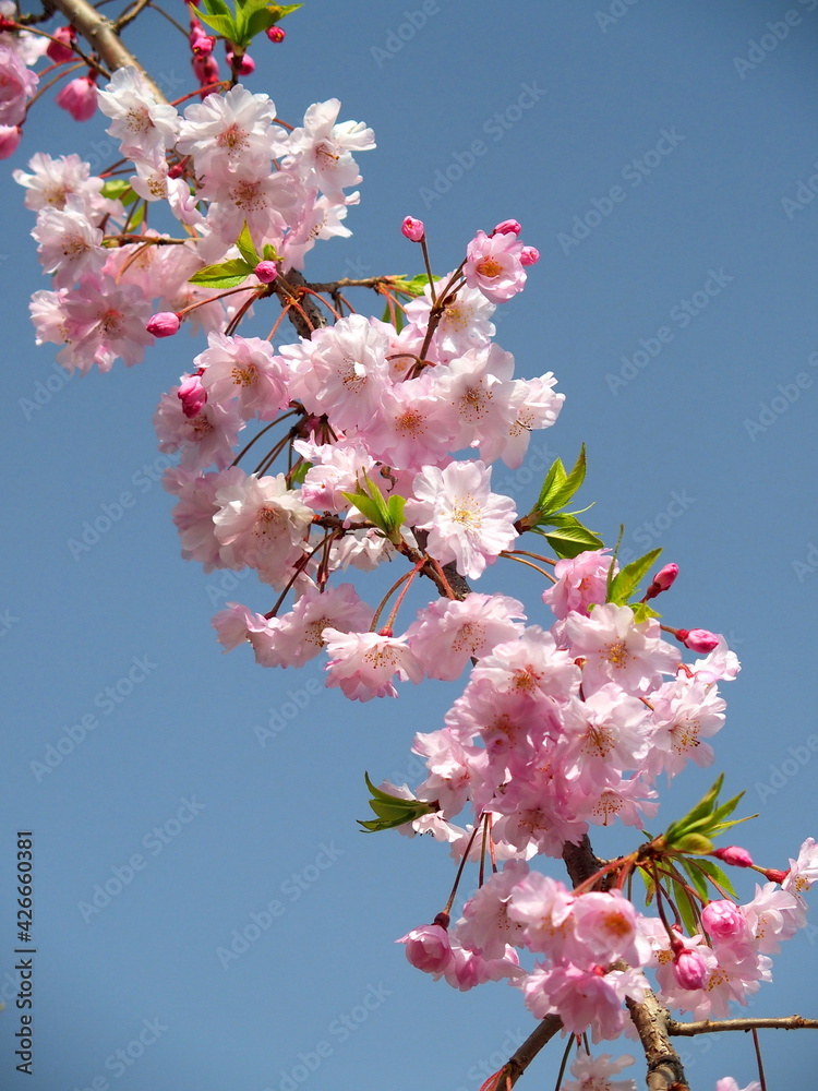 青空と枝垂れ桜