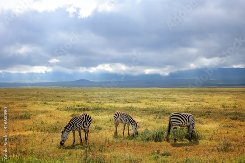 African zebras on a background of beautiful clouds in the savannah. Ngorongoro Crater. Tanzania.