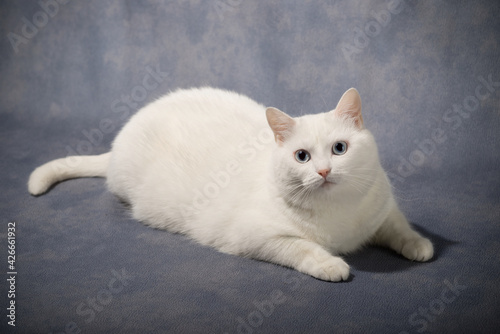 white kitten on a blue background