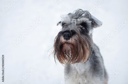 Cute gray dog miniature schnauzer in winter park or forest. Happy pepper with salt color  puppy in snow 