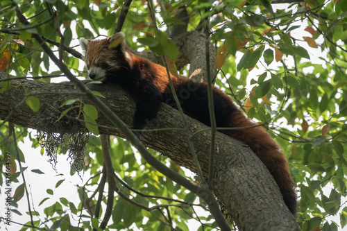 Red Panda Resting in Tree