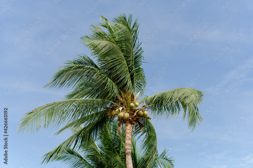 coconut trees and the blue sky coconut trees and the blue sky
