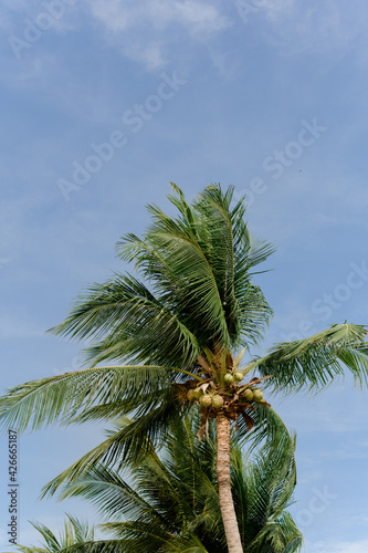 coconut trees and the blue sky