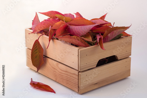 red autumn leaves of sakura in wood box