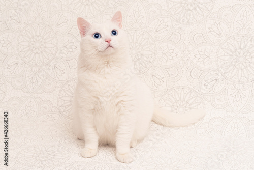 white playful cat with blue eyes on mandala background