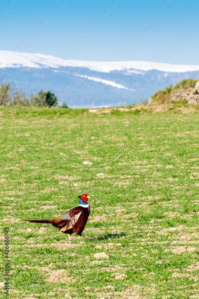 Fototapeta premium view of pheasant in the wild