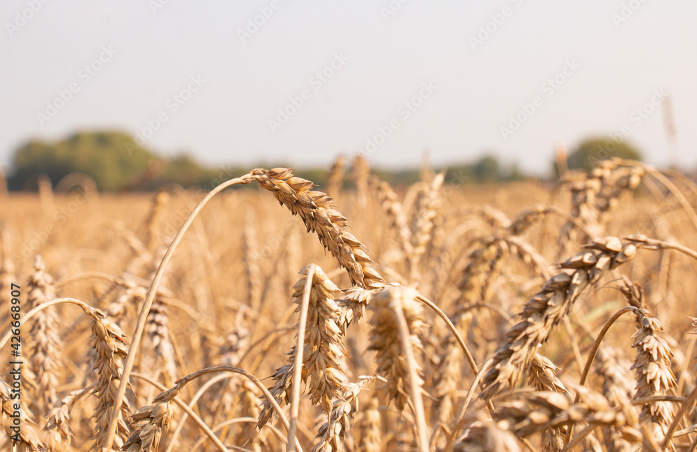 Fototapeta premium Close-up of ripe and yellow wheat ears on a field in summer at sunset.Ecological clean product.Place for text
