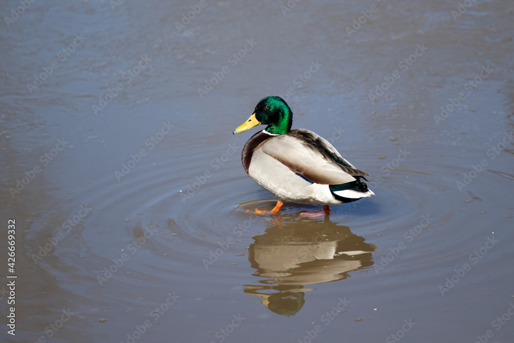 wild ducks on the spring pond wild ducks on the spring pond