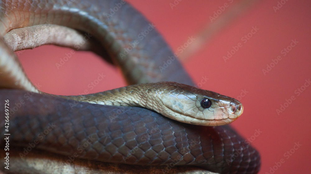 black mamba lying on a branch black mamba lying on a branch