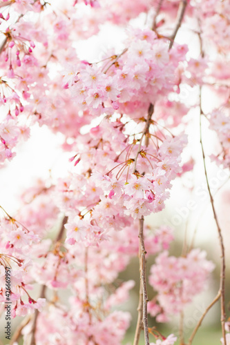 Pink cherry blossoms sakura