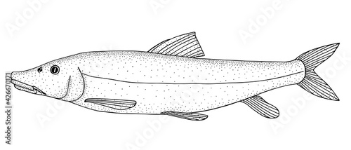 Barbel steed. Hand drawn realistic black line illustration.