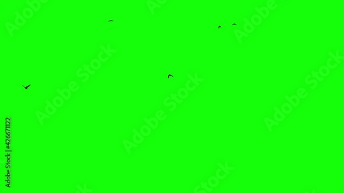black crows fly across the sky close on a green screen
