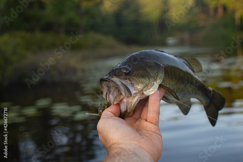 Holding largemouth bass, nice catch, summer fishing