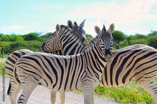 Zebras at Etosha National Park in Namibia