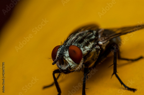 Macrofotografia de una mosca común © Cristian Borrego 