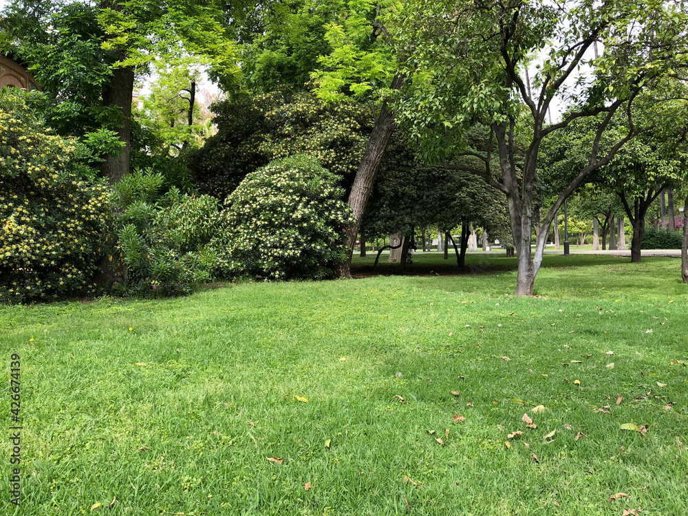 Fototapeta premium Beautiful park with trees and lawn, cozy nature urban space with green grass for relaxation