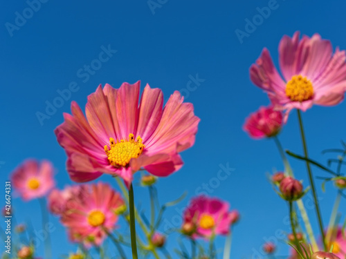 青空の下で咲いているピンクのコスモスの花 