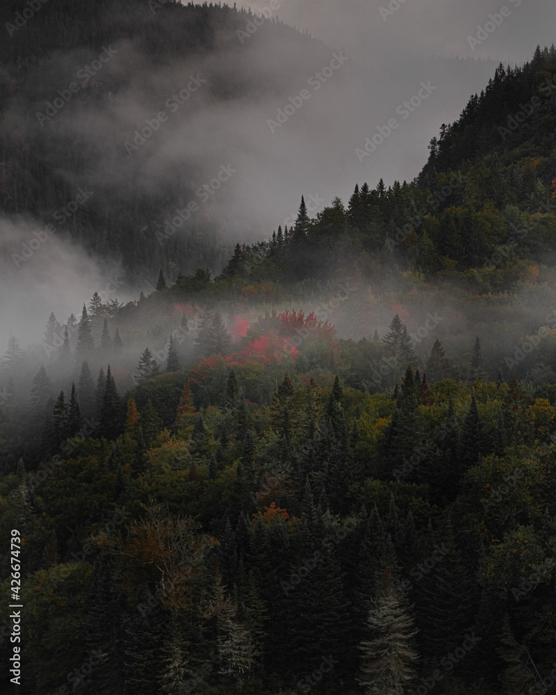 Moody Forest landscape with fog and mist, dramatic, with red trees
