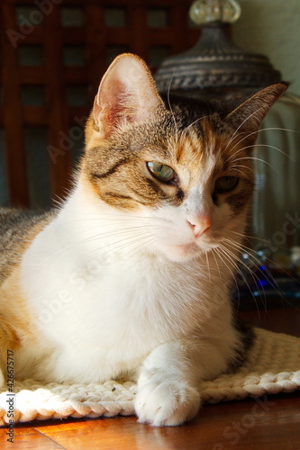 portrait of a lovely domestic cat resting on a table