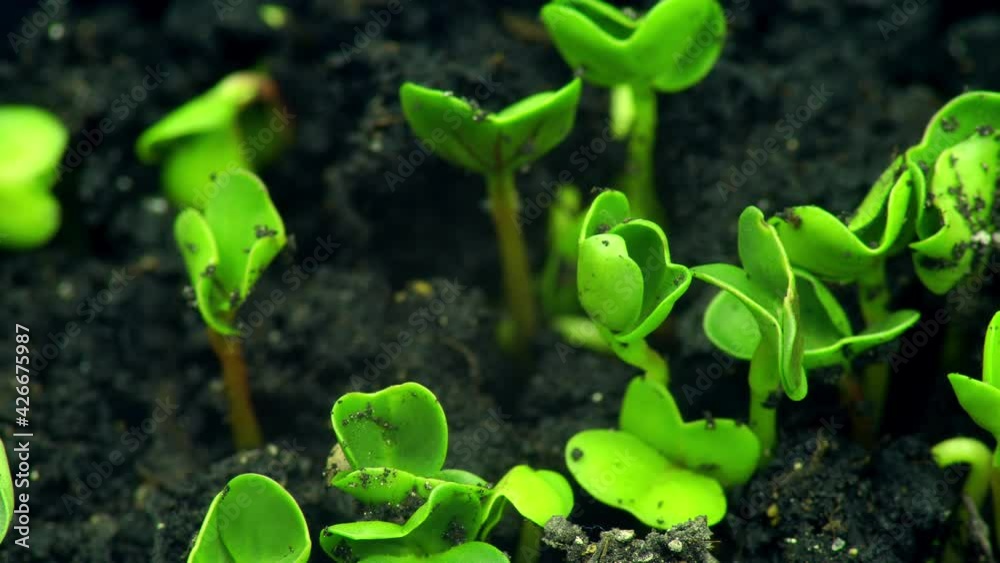 Plant green ground growing agriculture spring timelapse corn botanical