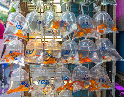 Bags Goldfish Sale