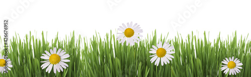 Isolated green grass and chamomile on a white background