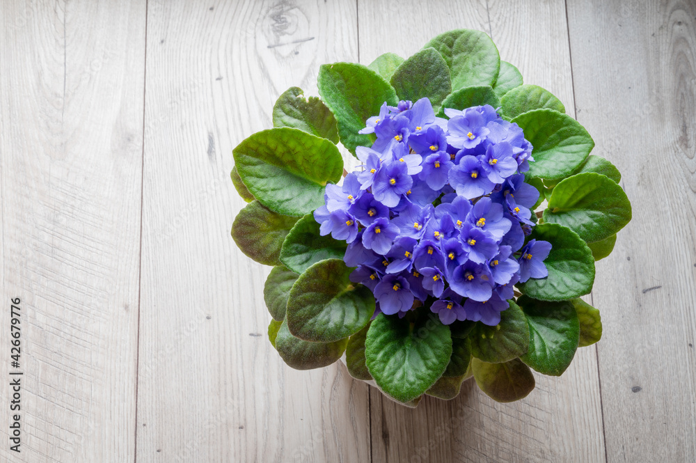 flowers of violets of blue color in a vase on a wooden background