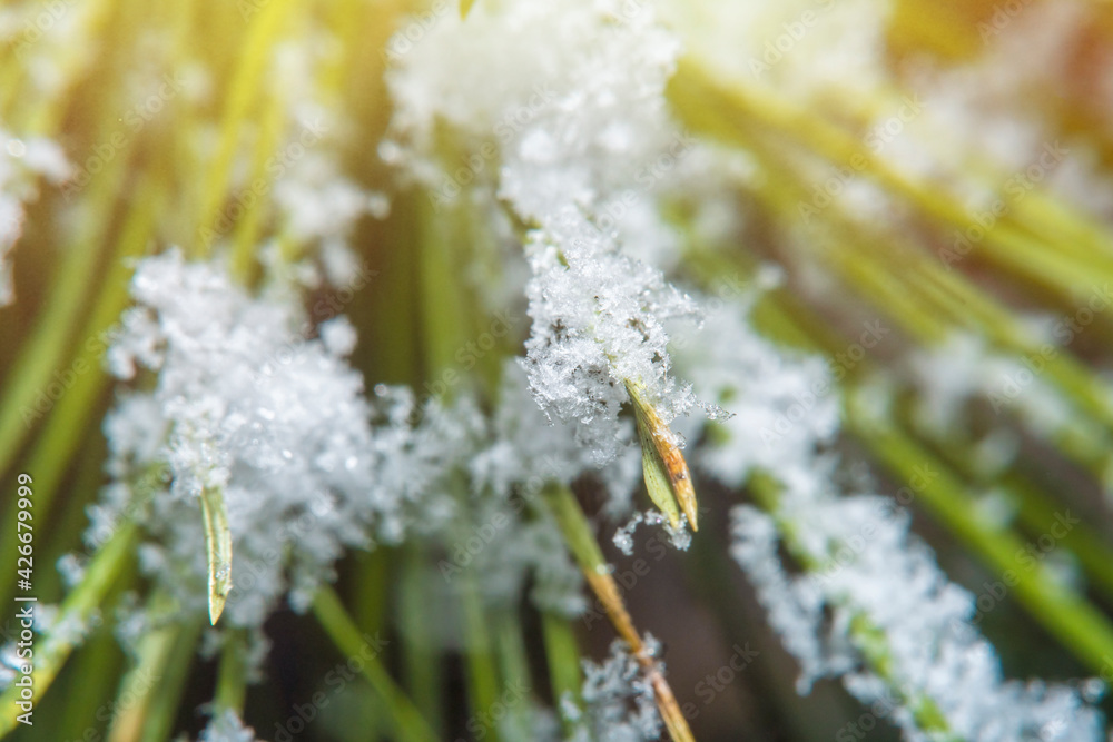 Green needles of a coniferous tree covered with snow. Close-up of a Christmas tree branch in soft focus. Green needles of a coniferous tree covered with snow. Close-up of a Christmas tree branch in soft focus.